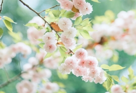 森系鹿網(wǎng)名