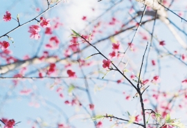 独一无二的个性网名女生_╰冷月残花べ